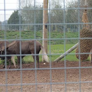 Black Wildebeest Family