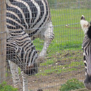 Odd Behavoiur in Chapmans Zebra