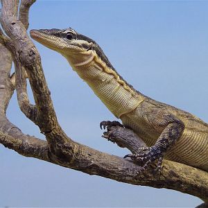 Kimberley Rock Monitor