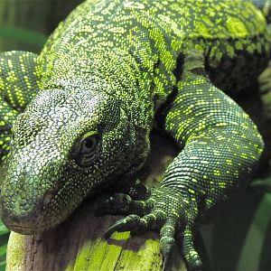 Crocodile Monitor