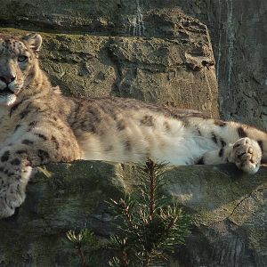 Yasmin the Snow Leopard