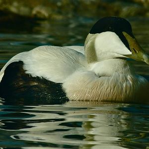 European Eider
