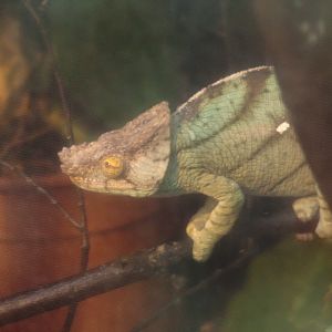 Parsons Chameleon - 20/03/2011