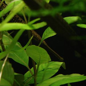 Freshwater pipefish