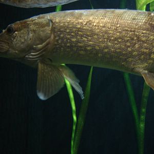 Northern pike