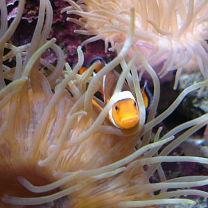 Cardinal clownfish