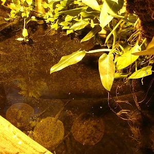 Ocellate river stingrays