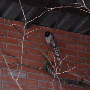 Red-billed Blue Magpie