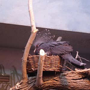 Victoria Crowned Pigeon