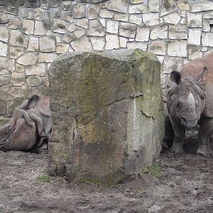 Indian Rhinoceros