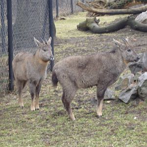 Himalayan Gorals