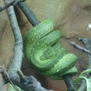Green tree python