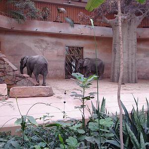 Inside Elephant house