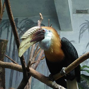 Blyth's Hornbill