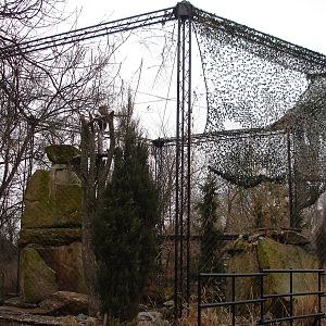 Steller's Sea Eagles aviary