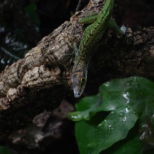 Martinique's Anole