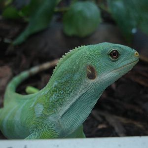 Fiji Banded Iguana