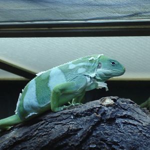 Fiji Banded Iguana