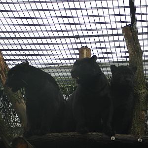 Jaguars