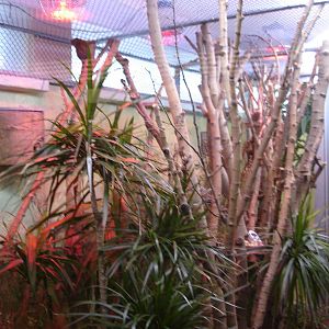 Pygmy marmosets exhibit