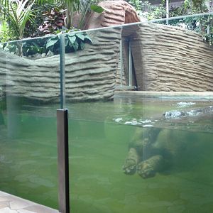 Hippo house