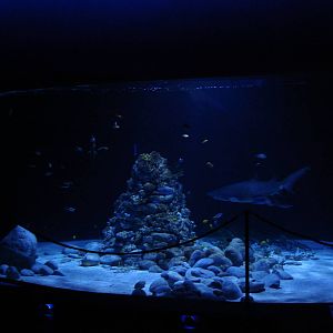 Grey nurse shark aquarium
