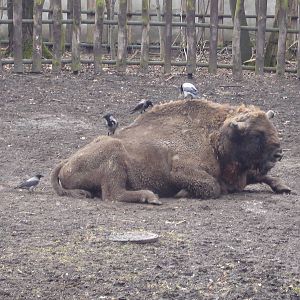 European bison