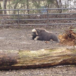 Muskox
