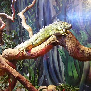 Green iguana at Drusillas Park, 20 March 2011