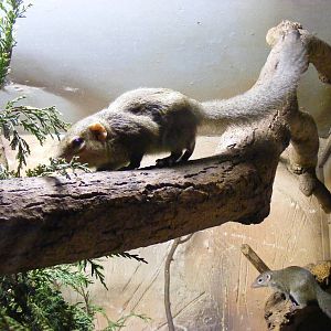 Northern tree shrews at Drusillas Park, 20 March 2011