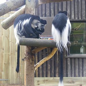 Black and white colobus monkeys at Drusillas Park, 20 March 2011