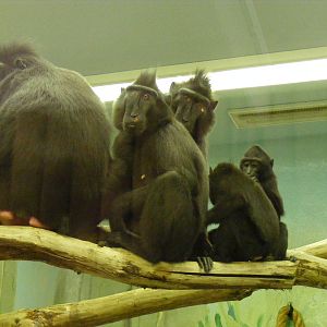 Sulawesi crested macaques at Drusillas Park, 20 March 2011