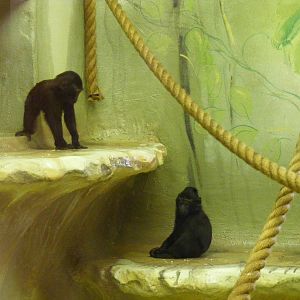 Sulawesi crested macaques at Drusillas Park, 20 March 2011