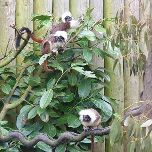 Cotton-top tamarins at Drusillas Park, 20 March 2011