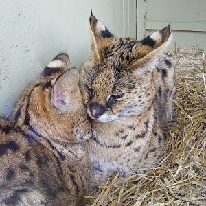 Servals at Drusillas Park, 20 March 2011