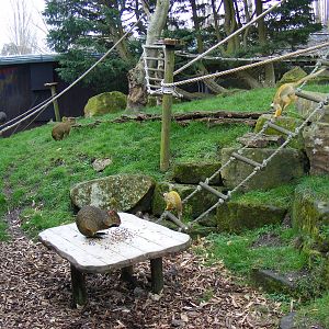 Azara's agoutis and Bolivian squirrel monkeys at Drusillas Park, 20 March 2
