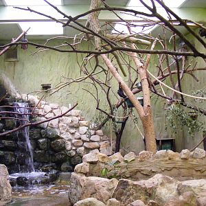Rodrigues fruit bat enclosure at Drusillas Park, 20 March 2011