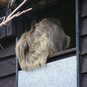 Linne's two toed sloth at Drusillas Park, 20 March 2011