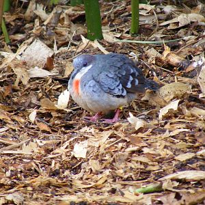 Luzon bleeding heart dove at Drusillas Park, 20 March 2011