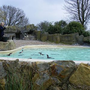 Humboldt and rockhopper penguin enclosure at Drusillas Park, 20 March 2011