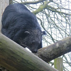 Binturong at Drusillas Park, 20 March 2011