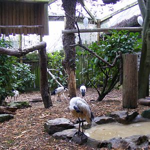 Sacred ibises and cattle egrets at Drusillas Park, 20 March 2011