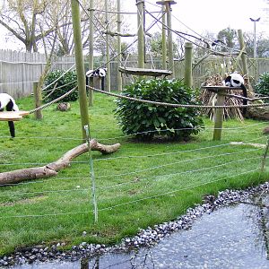 Black and white ruffed lemurs at Drusillas Park, 20 March 2011