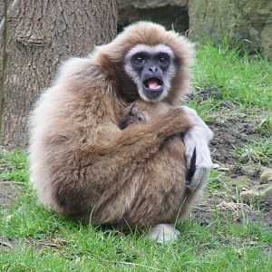 Lar gibbons at Drusillas Park, 20 March 2011