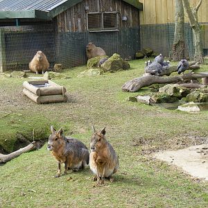 Mixed enclosure at Drusillas Park, 20 March 2011