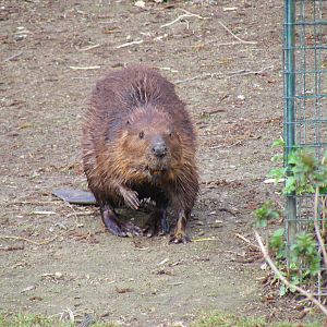 North American beaver at Drusillas Park, 20 March 2011