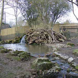 The North American beaver lodge at Drusillas Park, 20 March 2011