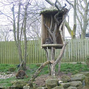 Common raccoons at Drusillas Park, 20 March 2011