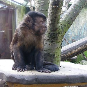 Capuchin monkey at Drusillas Park, 20 March 2011