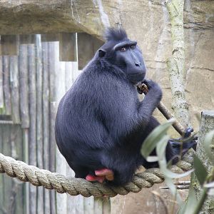Sulawesi crested macaque at Drusillas Park, 20 March 2011